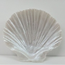 Concha (8,5x9cm)